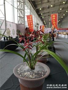 网红草鲜切花种苗,引领花卉市场新潮流