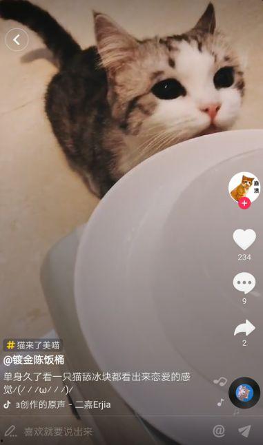 抖音里丑的网红猫,丑萌界的“颜值担当”